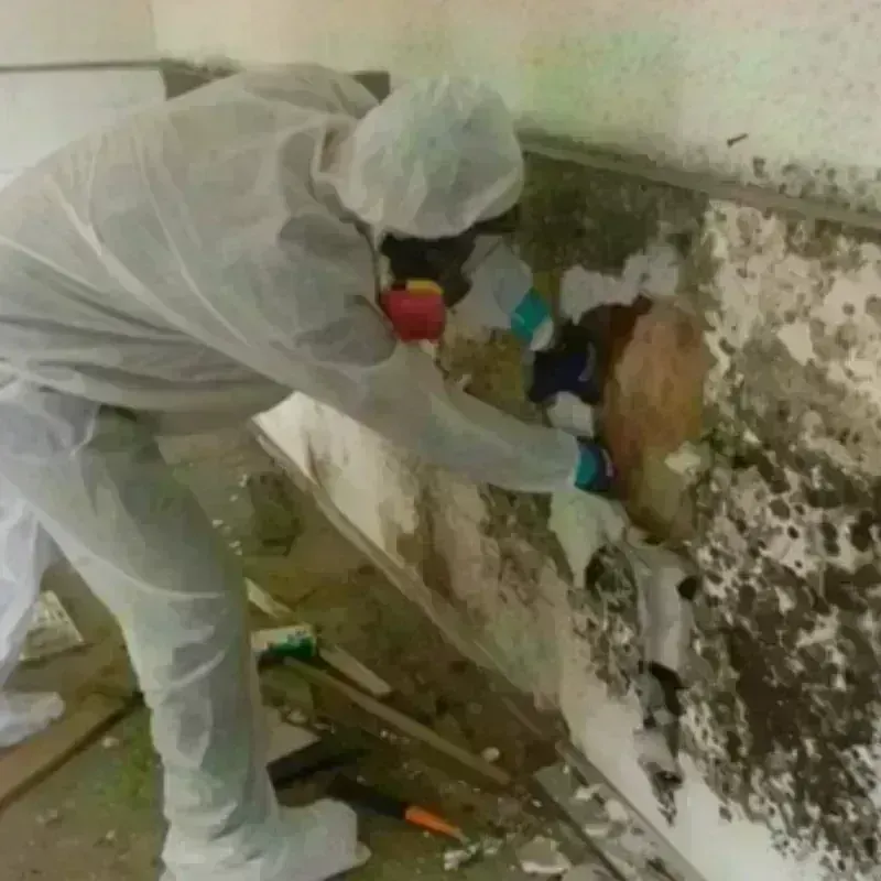 Mold Remediation and Removal in Claremont, CA